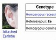 The History of Genotype Definition Biology Refuted